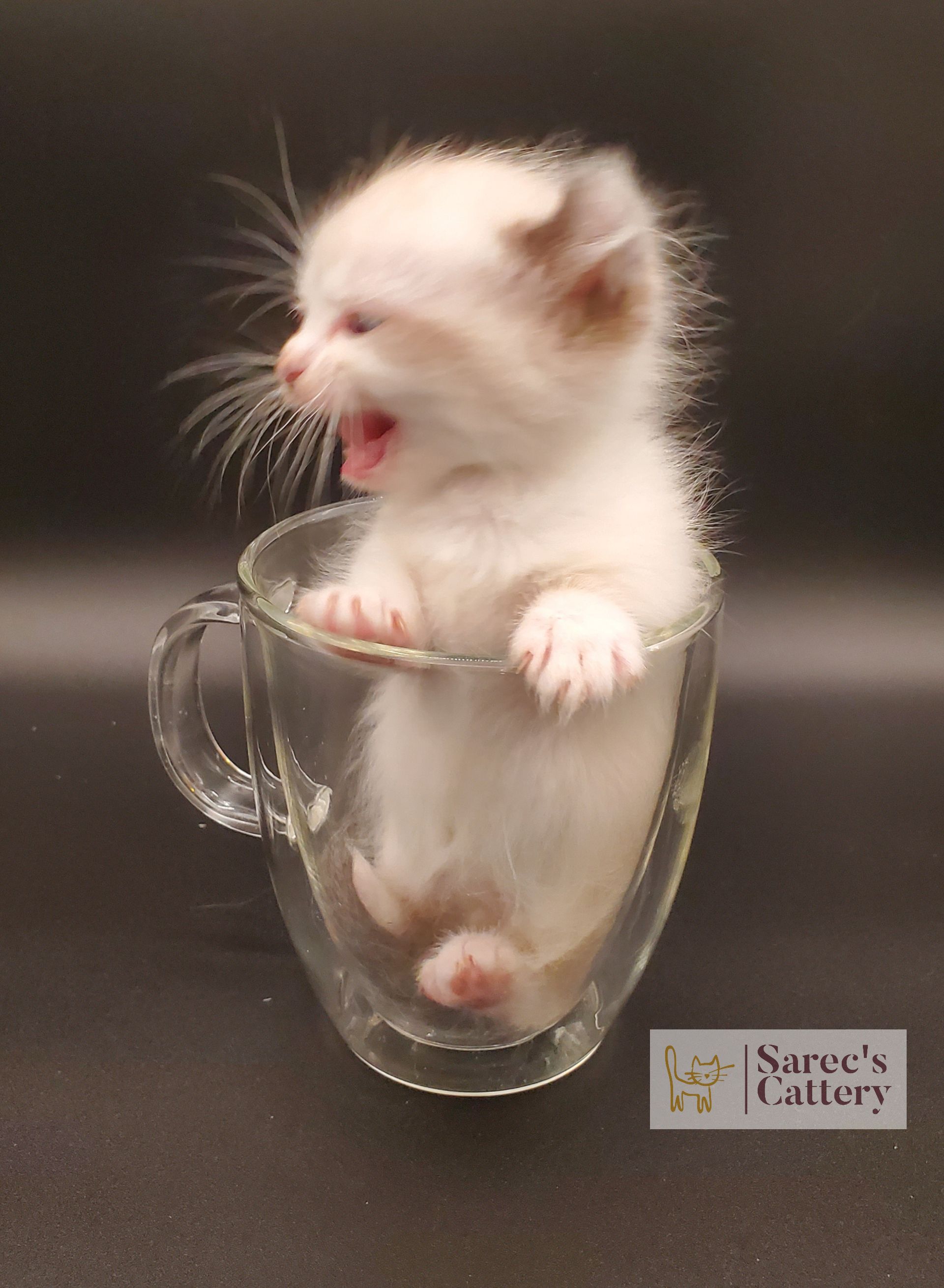 Kinkalow kitten very young yelling