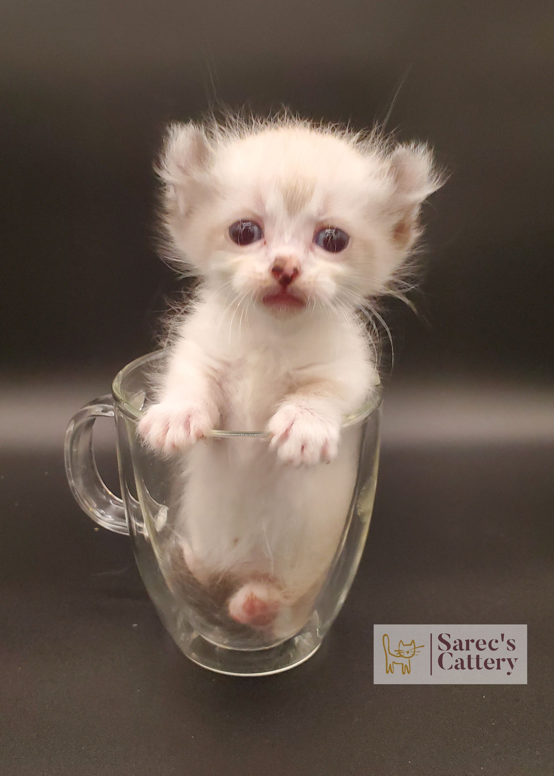 Kinkalow kitten very young sitting