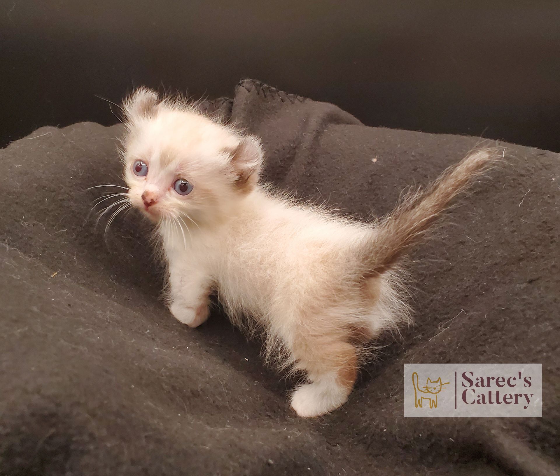 Kinkalow kitten very young standing