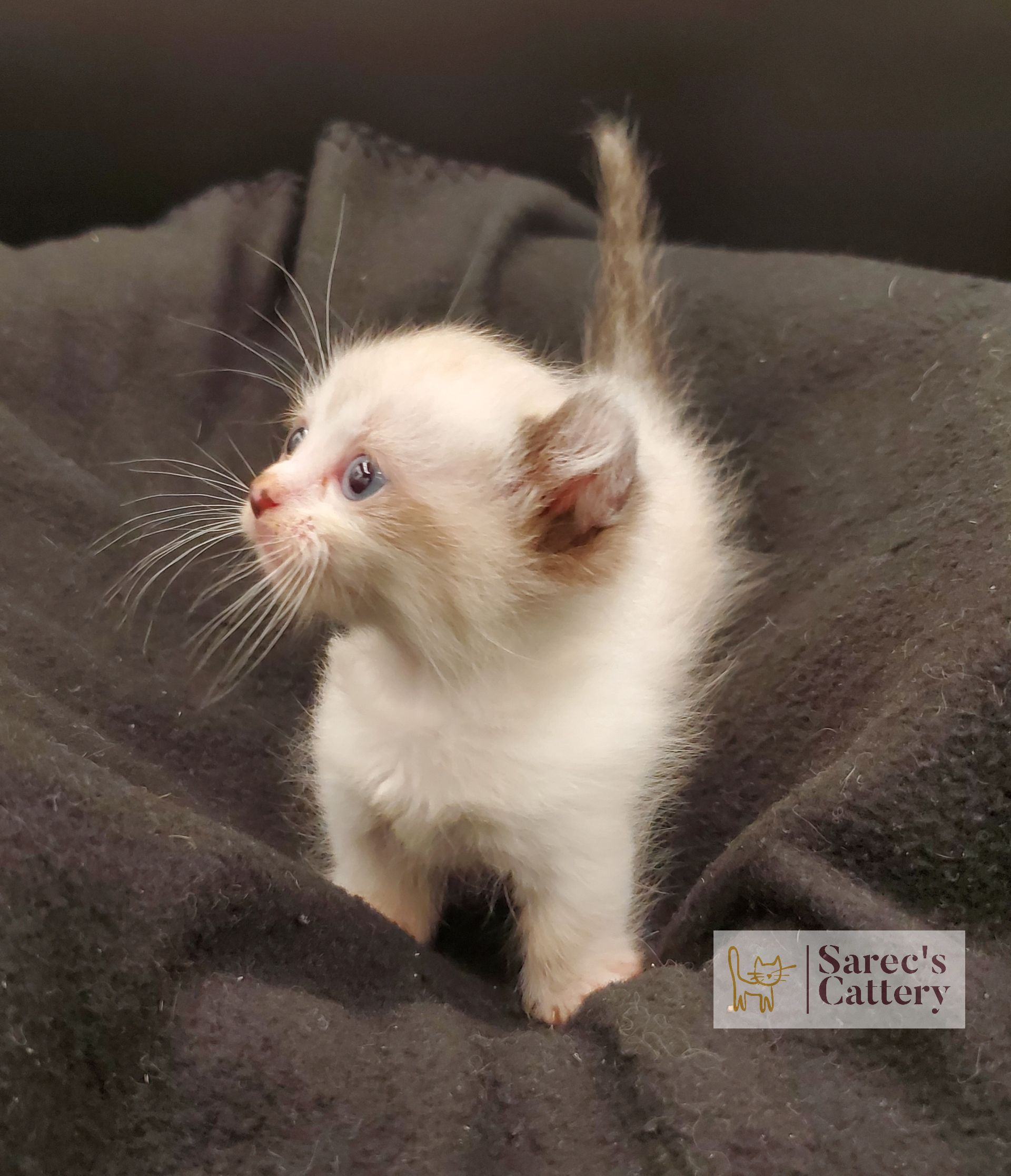 Kinkalow kitten very young looking up