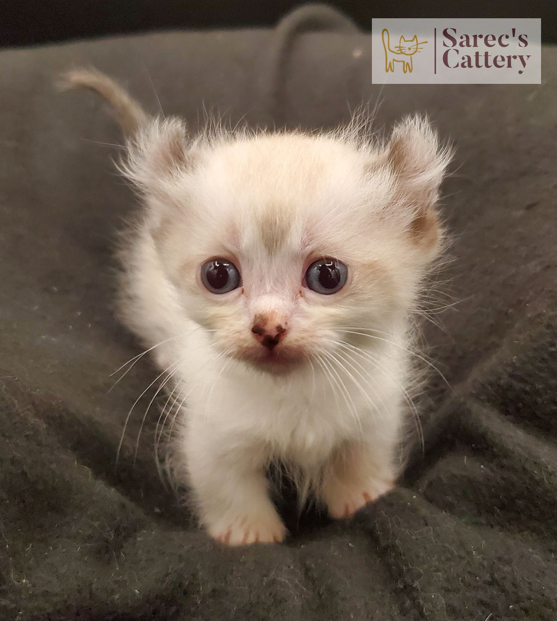 Kinkalow kitten very young