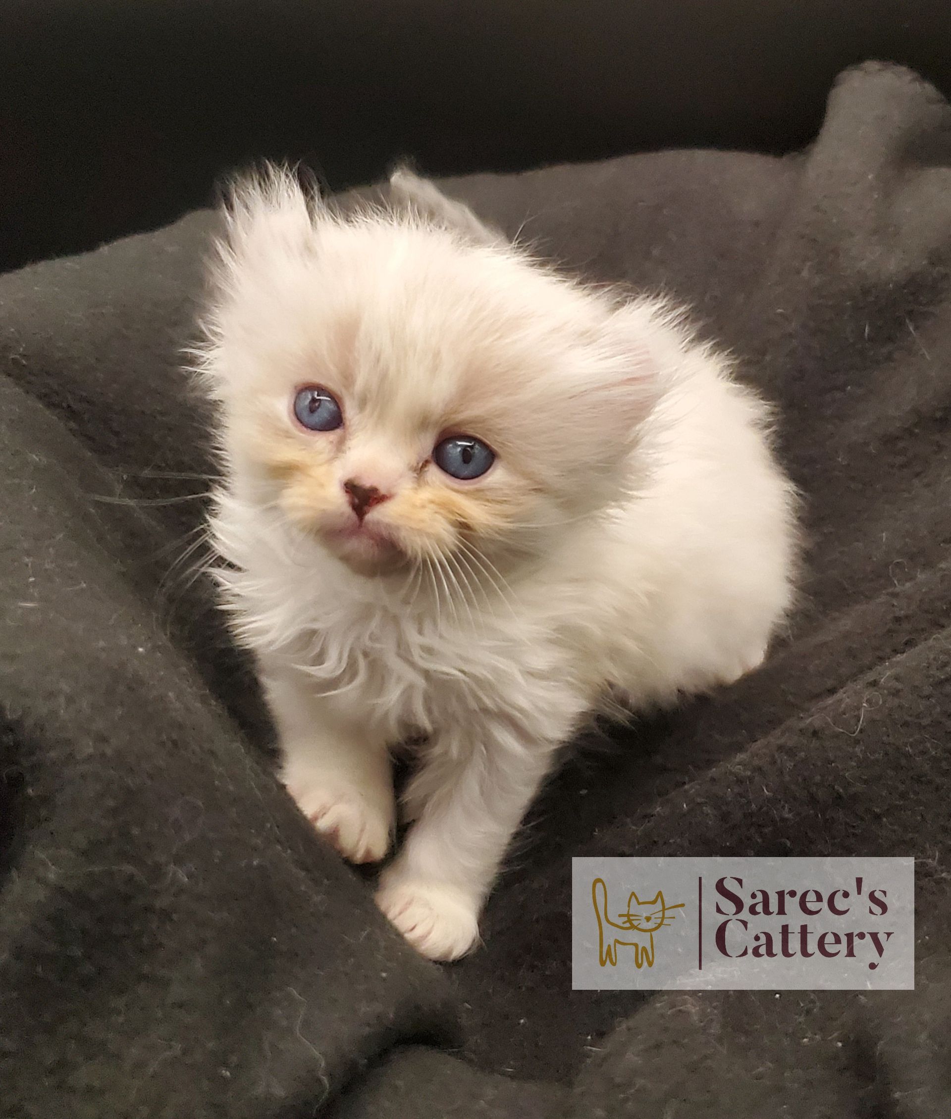 Masked Kinkalow kitten very young on dark blanket looking forward up close with smirk