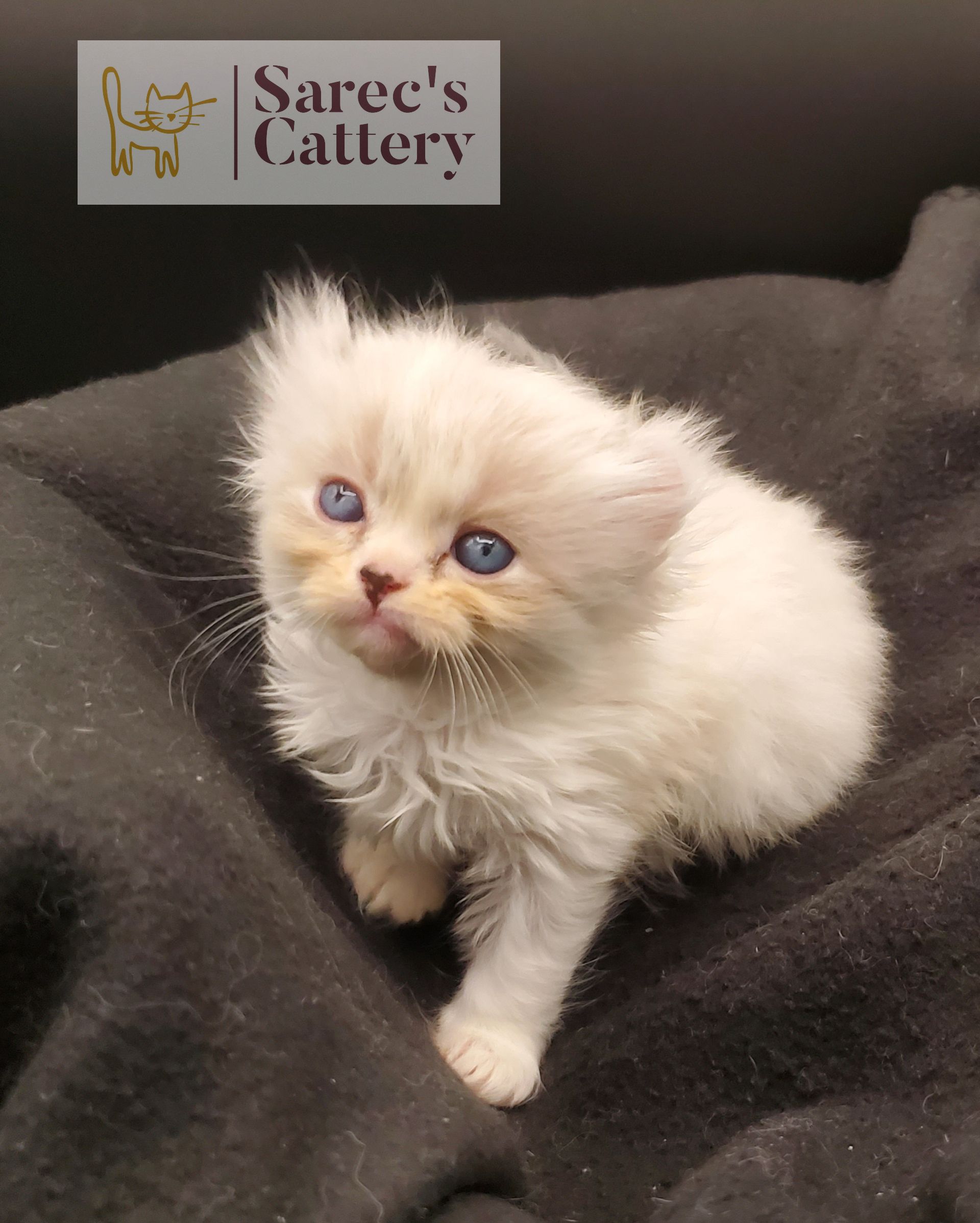 Masked Kinkalow kitten very young on dark blanket looking forward sitting looking straight