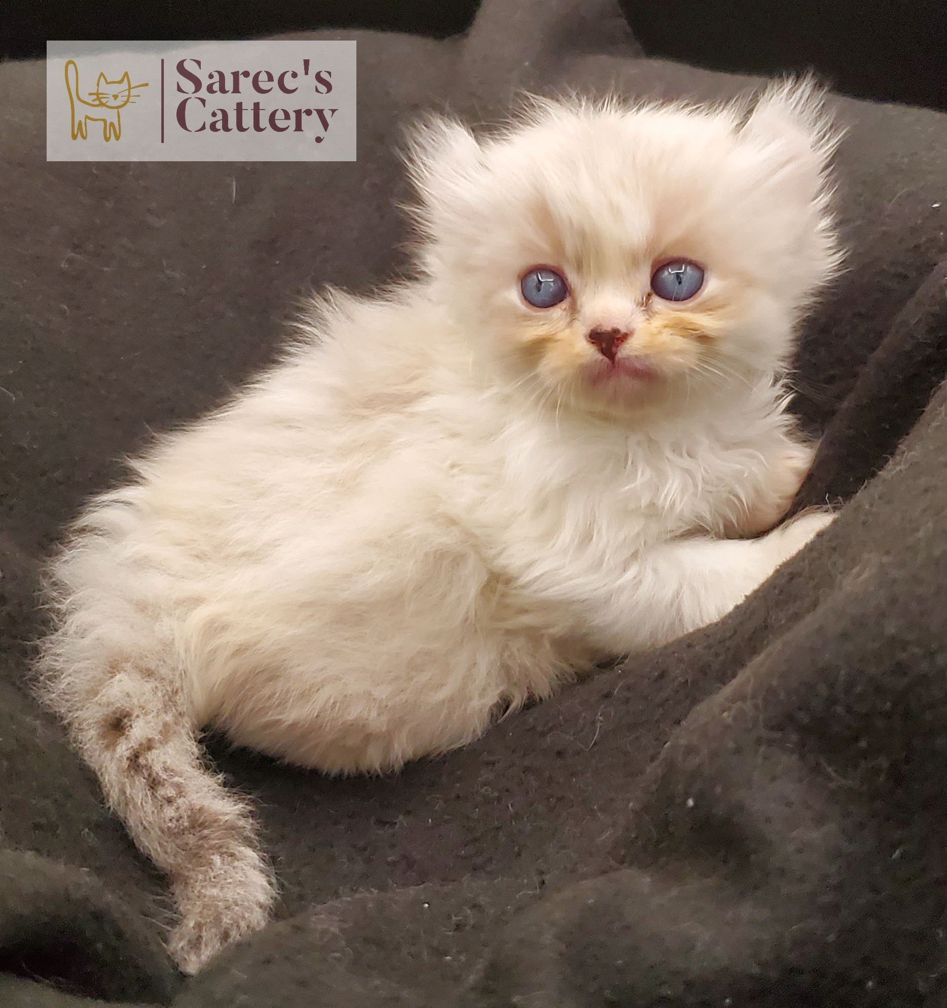 Masked Kinkalow kitten very young on dark blanket looking forward laying down