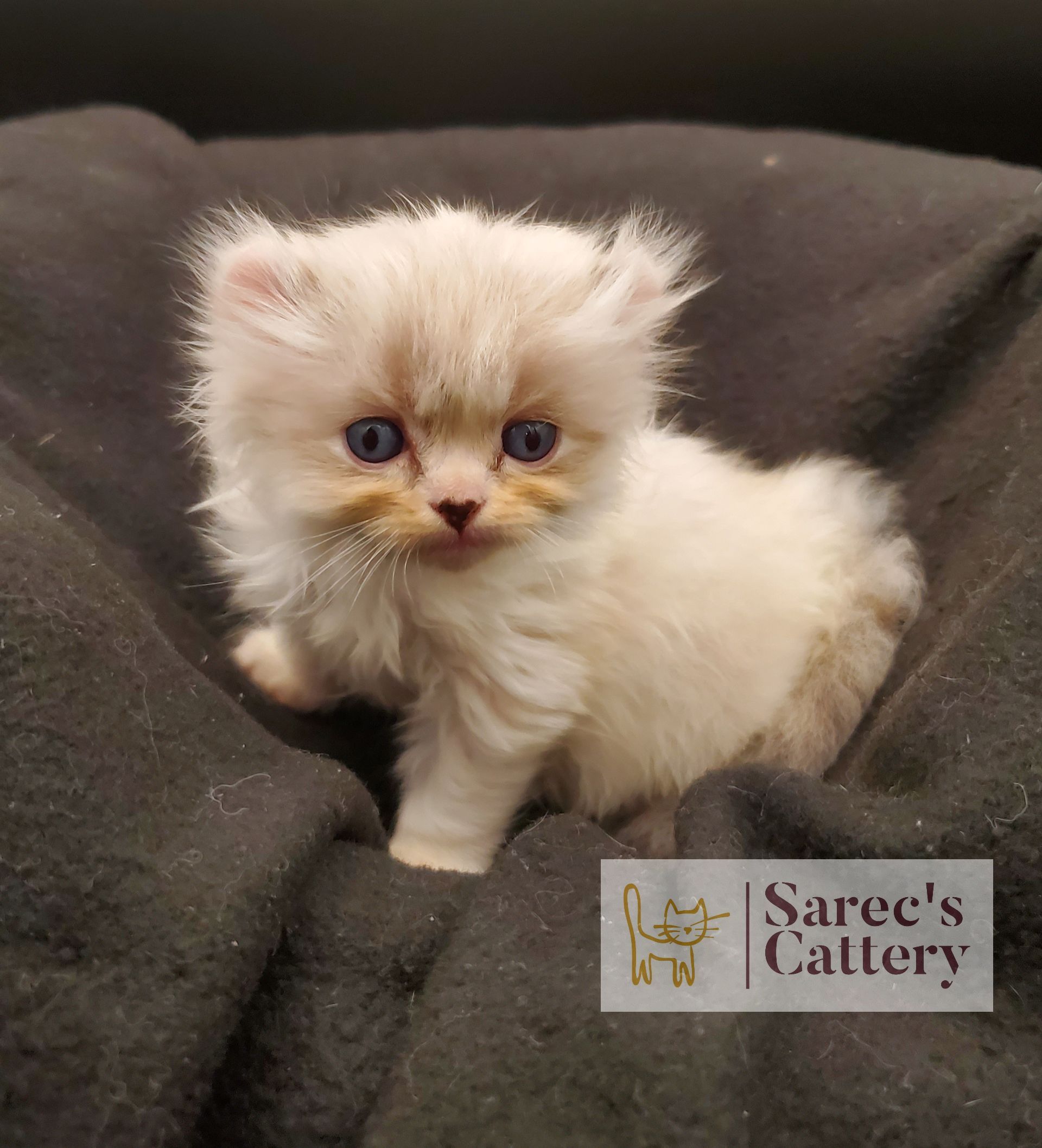 Masked Kinkalow kitten very young on dark blanket looking forward