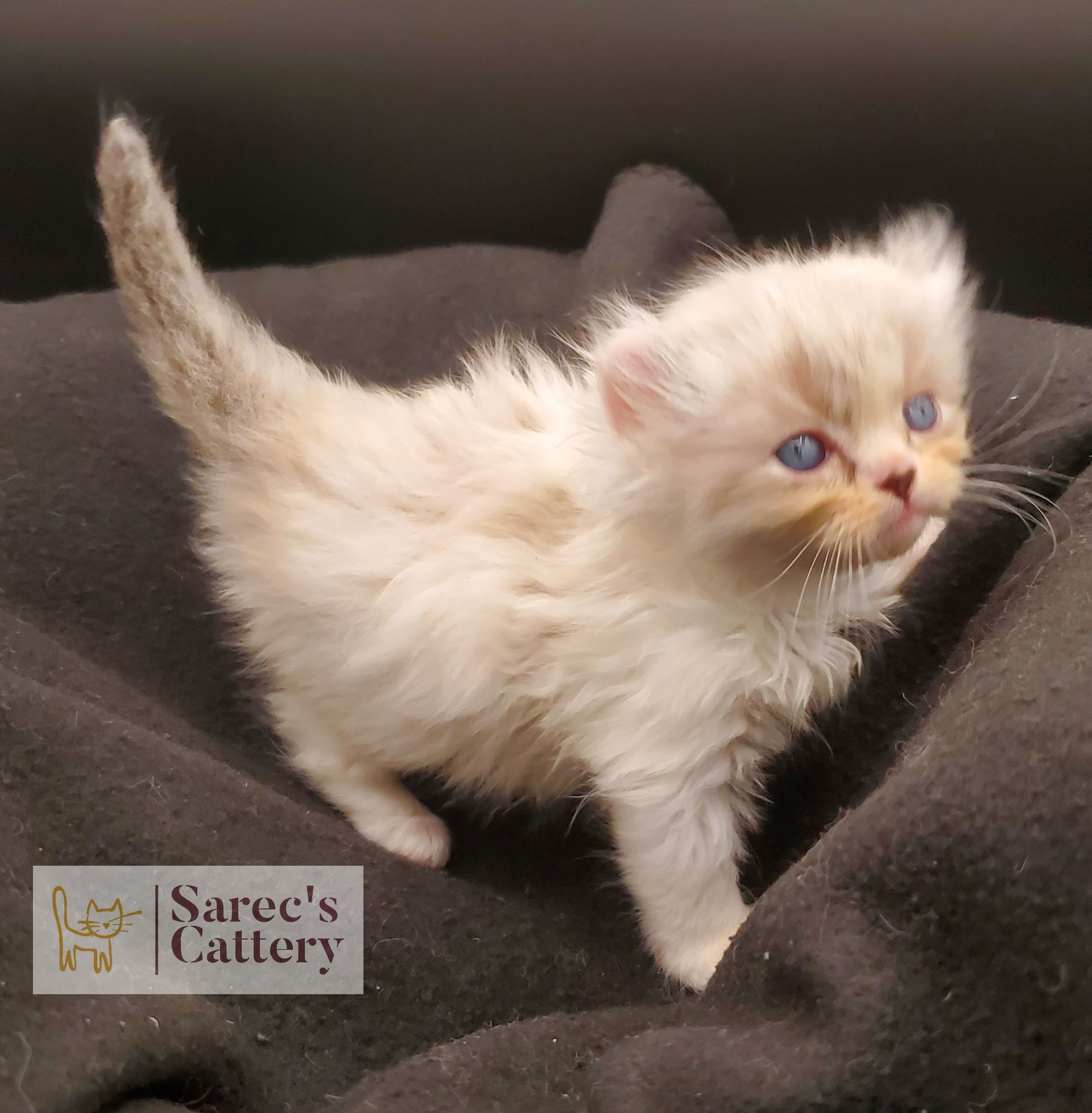 Masked Kinkalow kitten very young on dark blanket looking forward standing