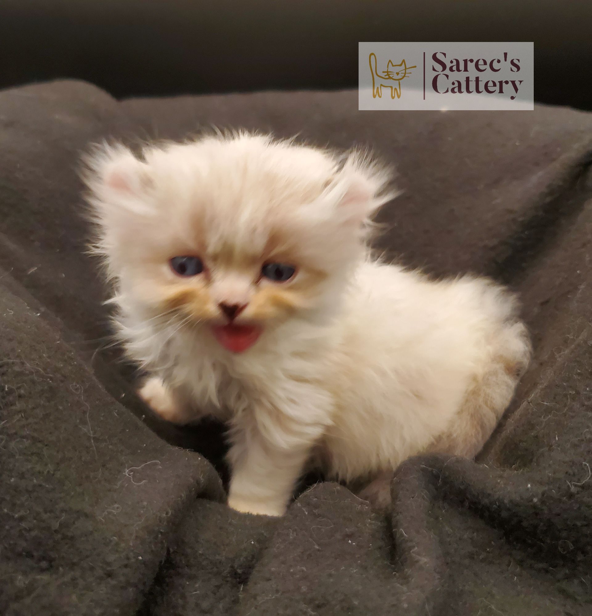 Masked Kinkalow kitten very young on dark blanket looking forward yelling