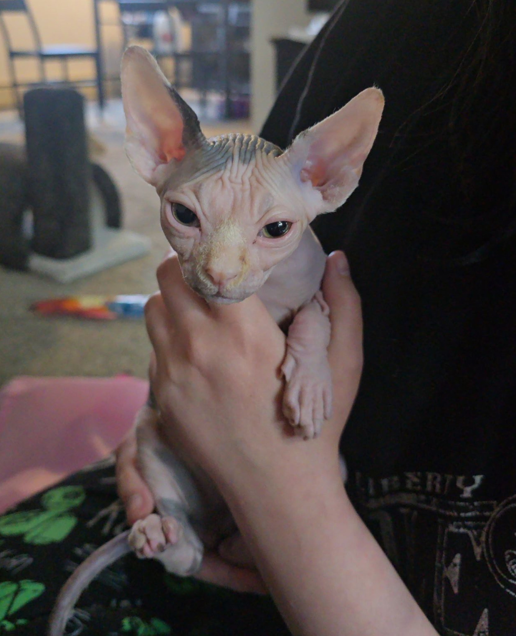 Sphynx kitten (Alice) in owners hands