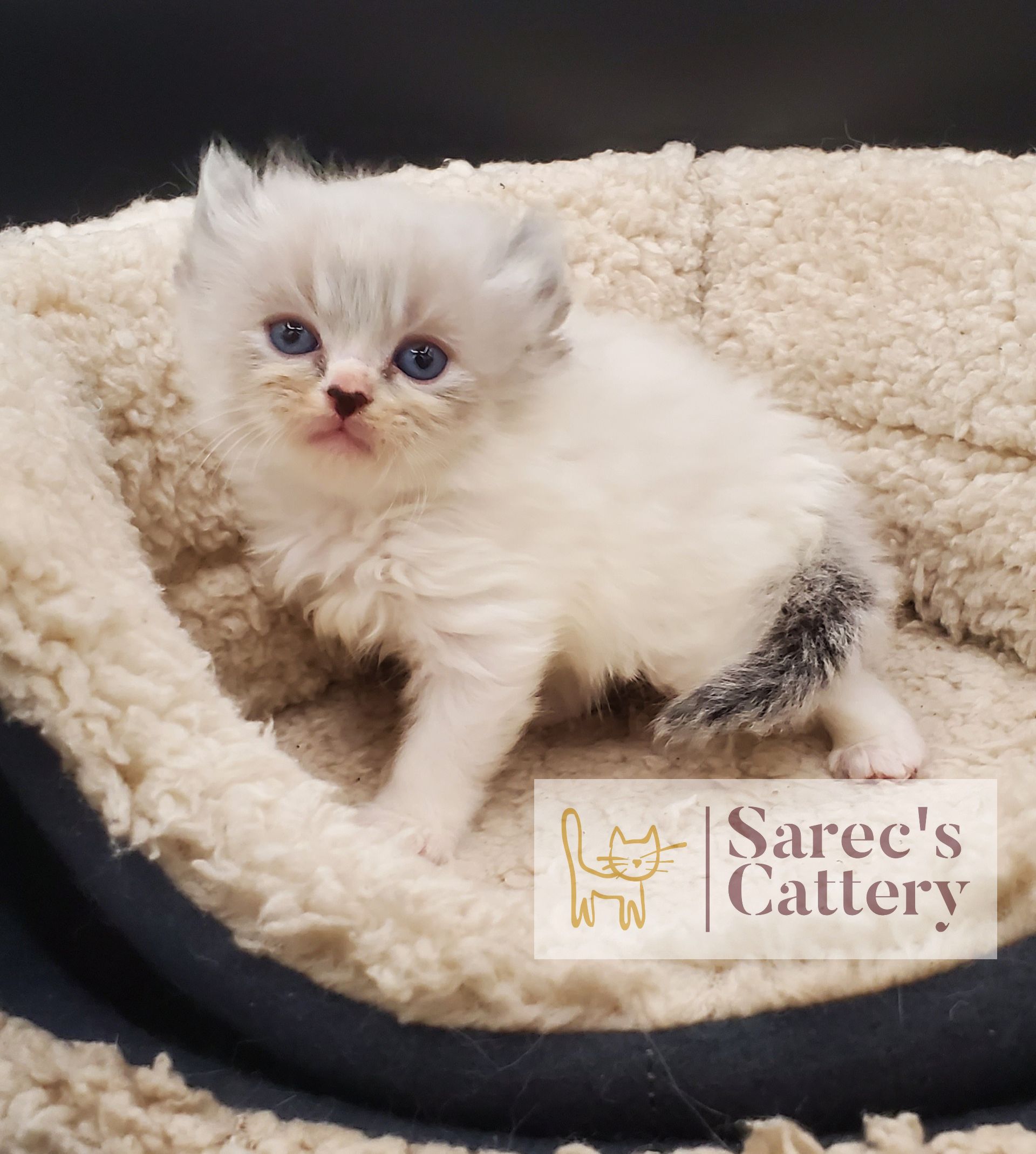 Masked Kinkalow kitten very young sitting on blanket
