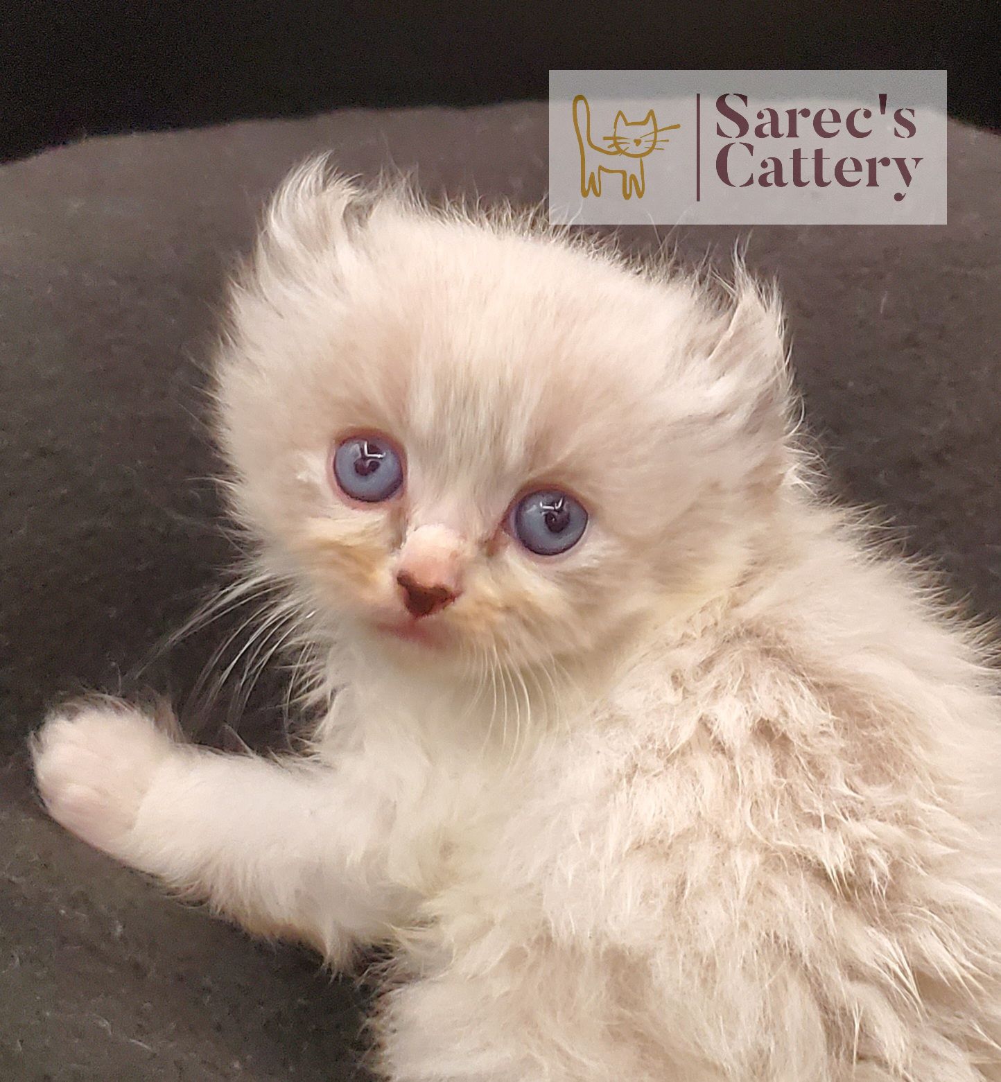 Masked Kinkalow kitten very young up close
