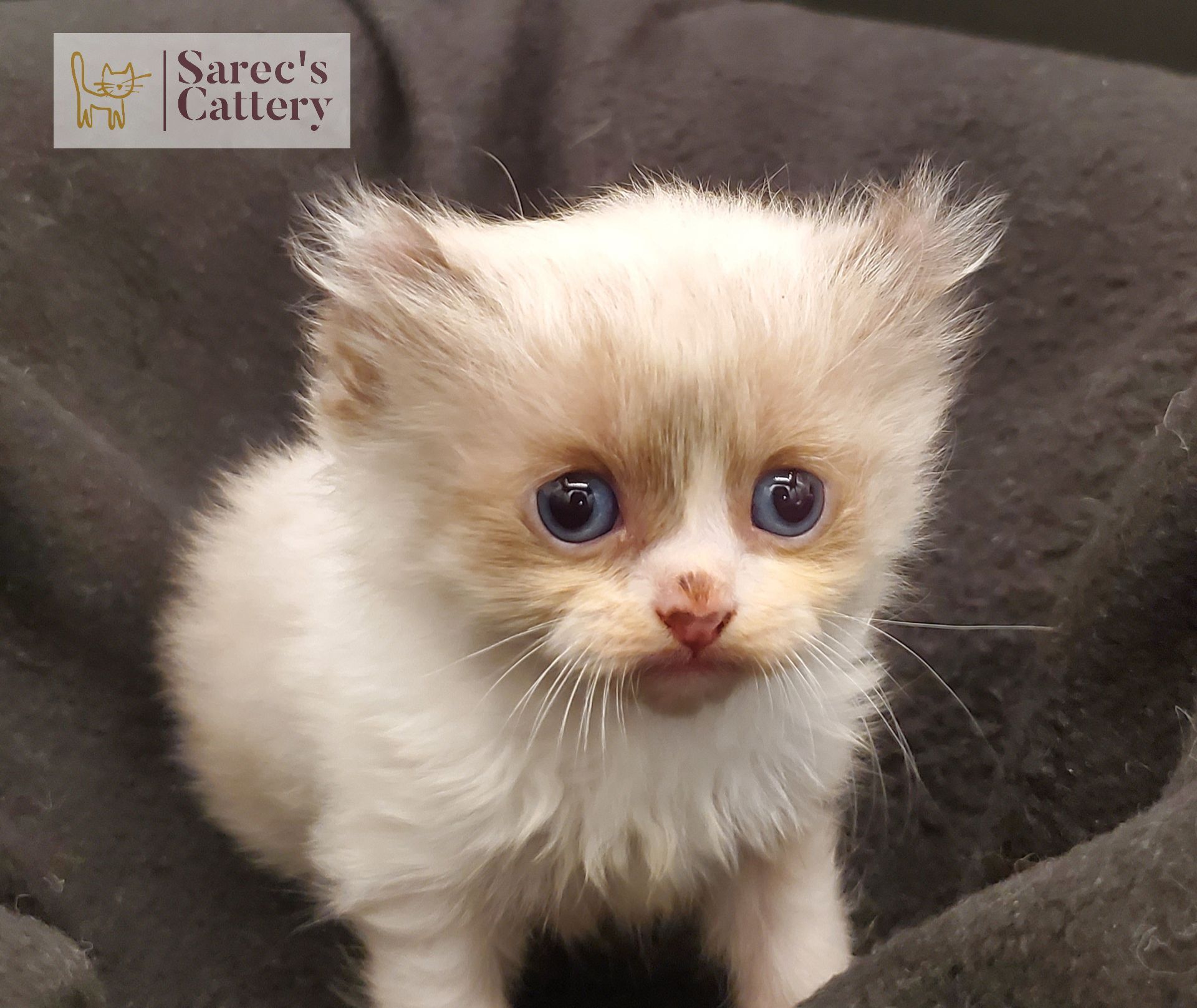 Masked Kinkalow kitten very young with big blue eyes
