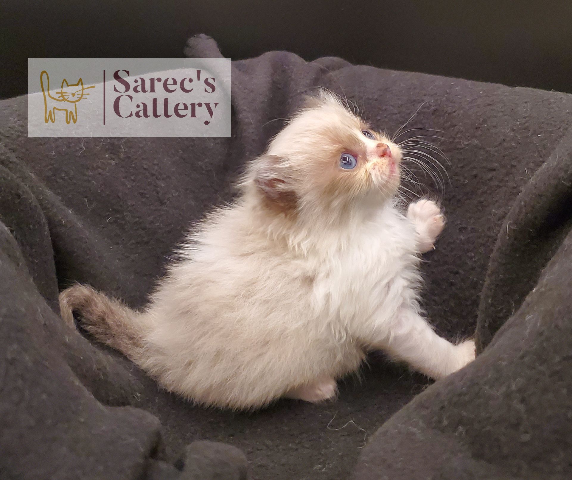 Masked Kinkalow kitten very young with paw up