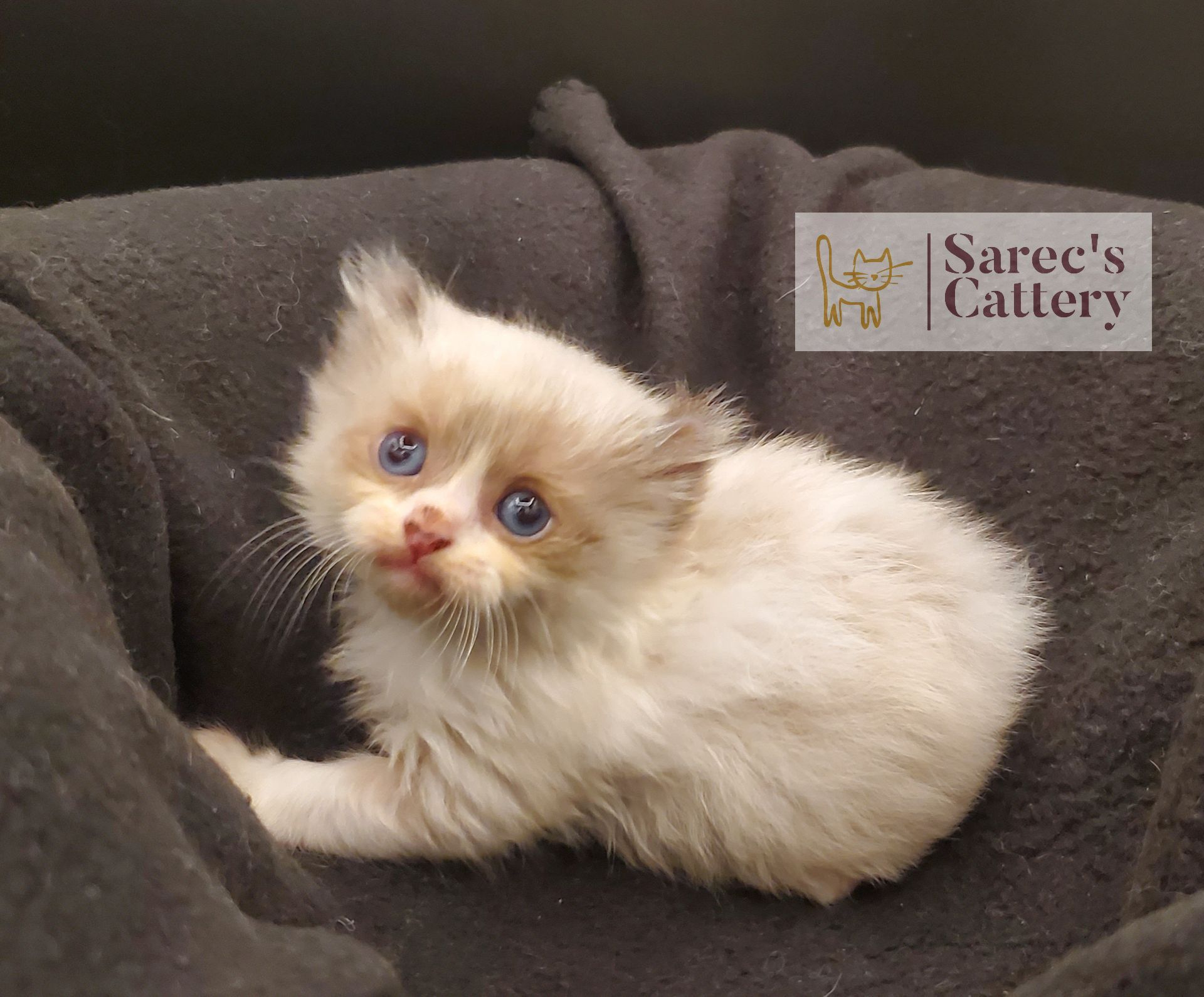 Masked Kinkalow kitten very young looking cute