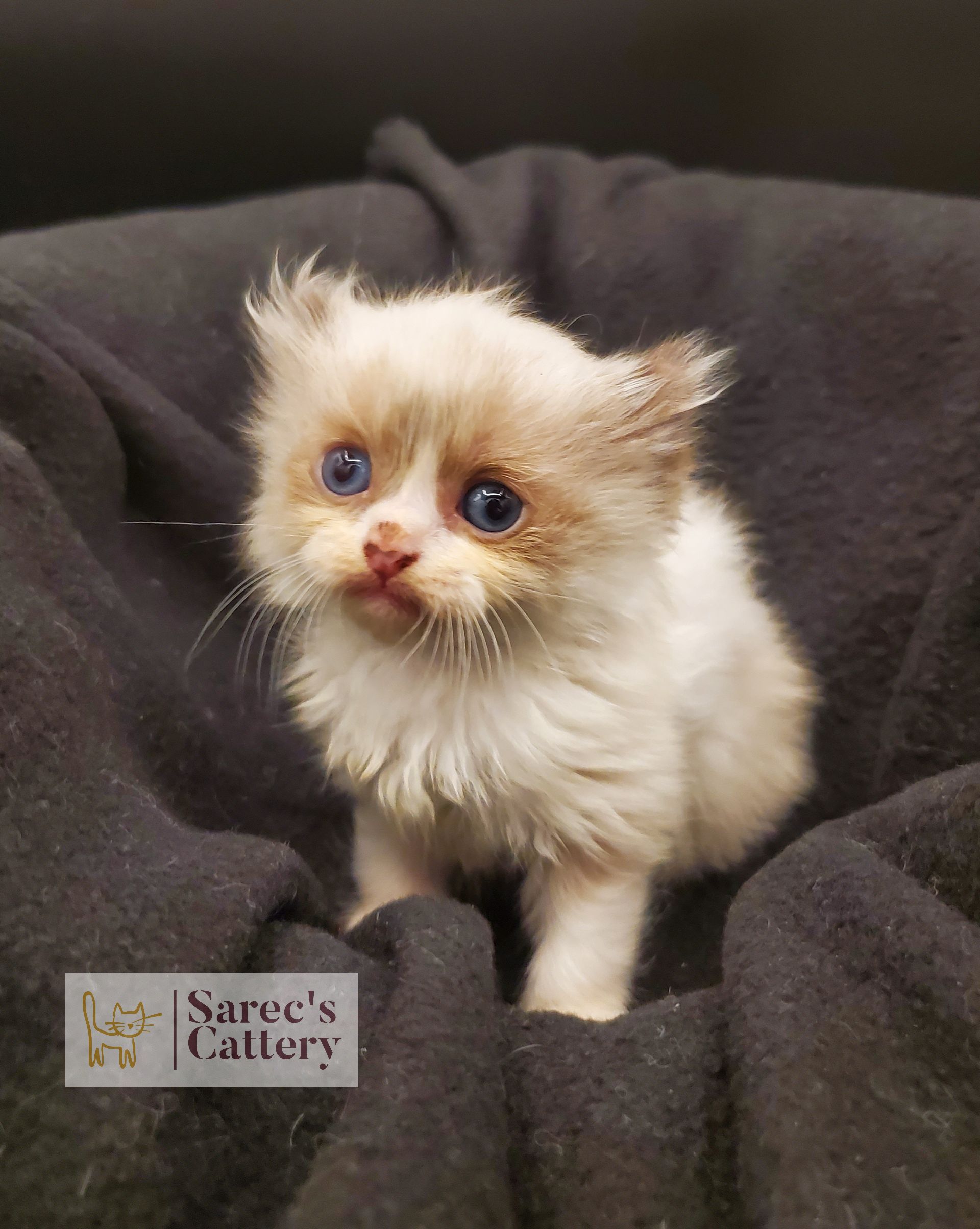 Masked Kinkalow kitten very young