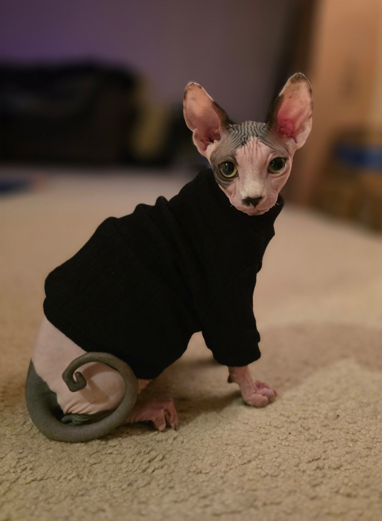 Sphynx in sweater