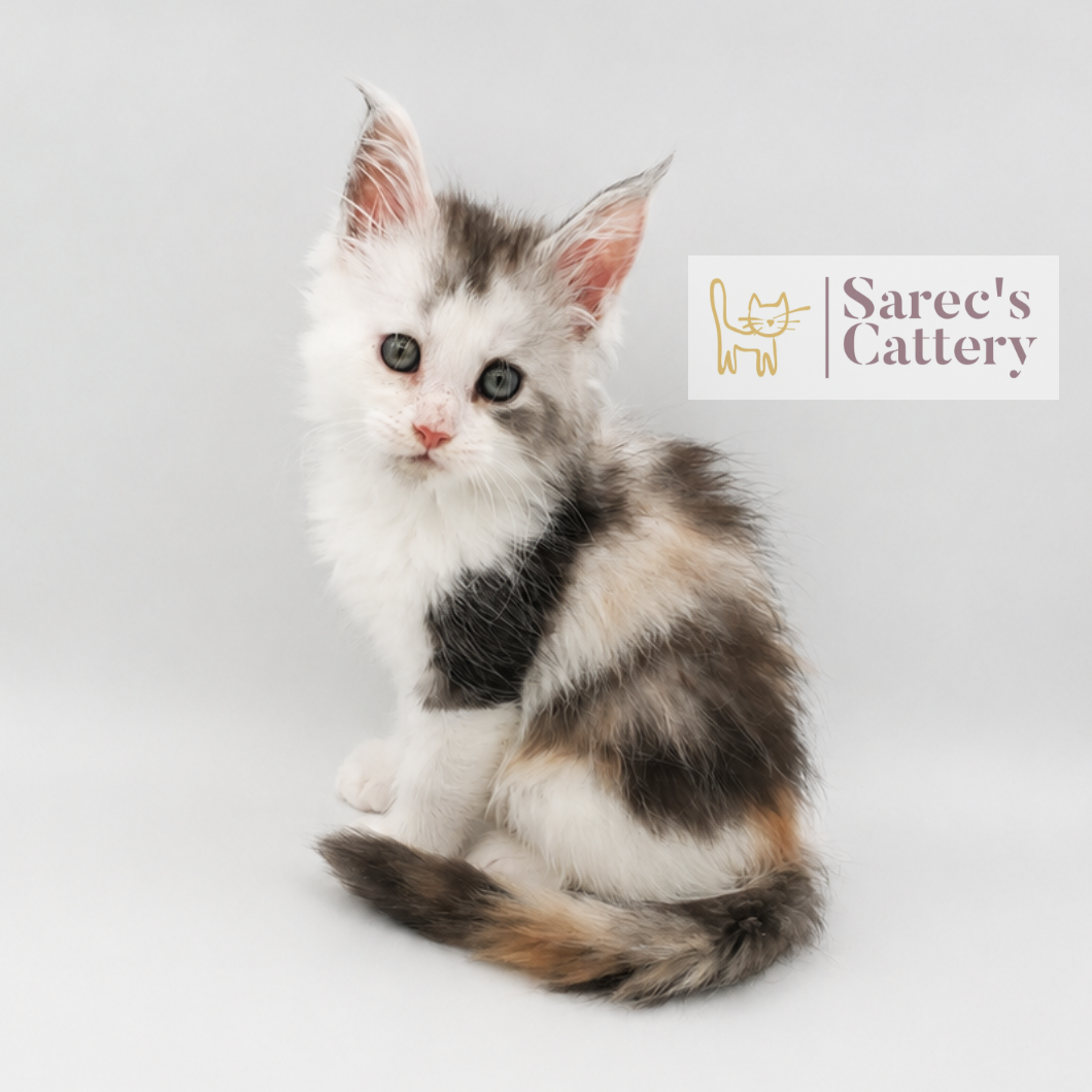 Calico female Maine Coon kitten named Ella