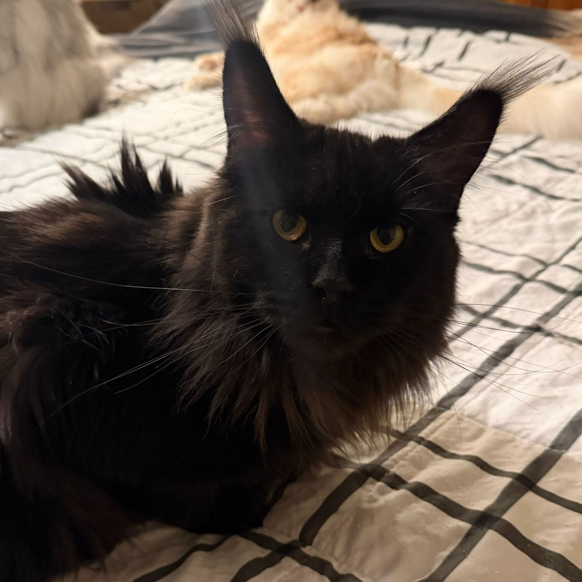 black Female Maine Coon laying down