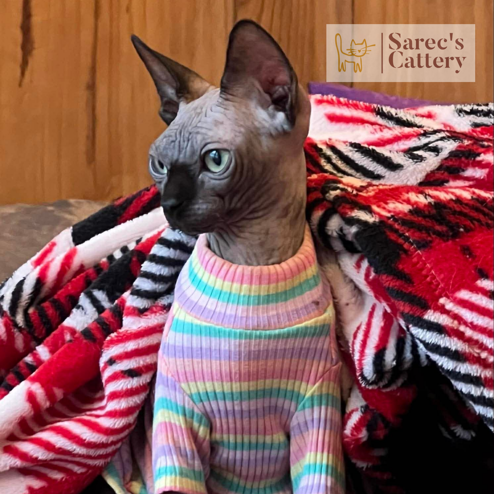Sphynx female in sweater