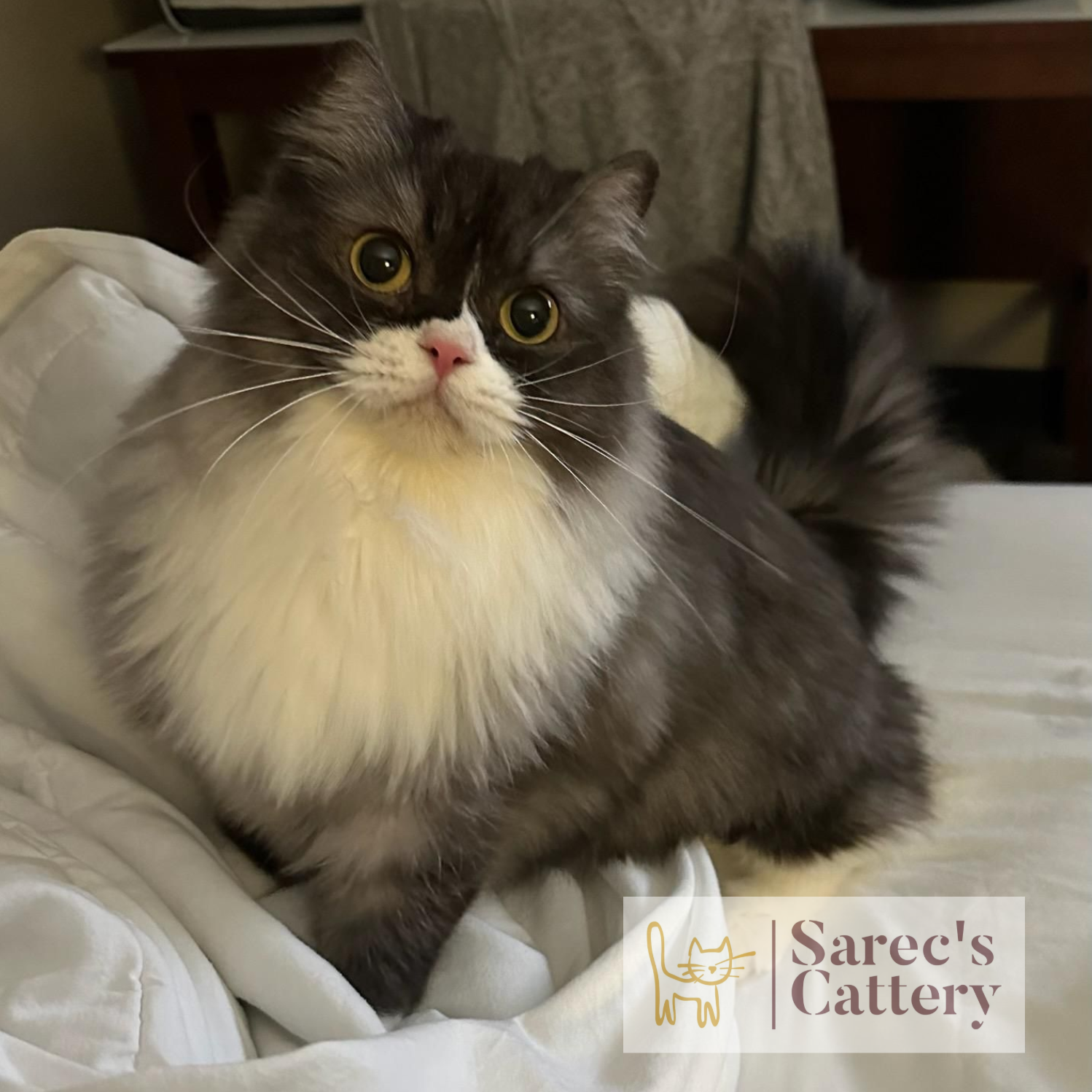Black smoke Minuet female cat sitting on a bed