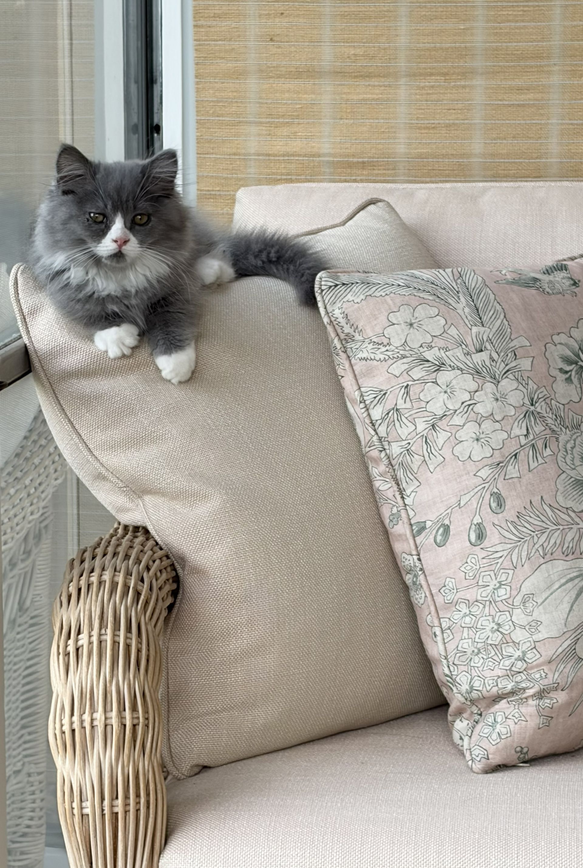 Blue with white mits Minuet kitten on coffee table