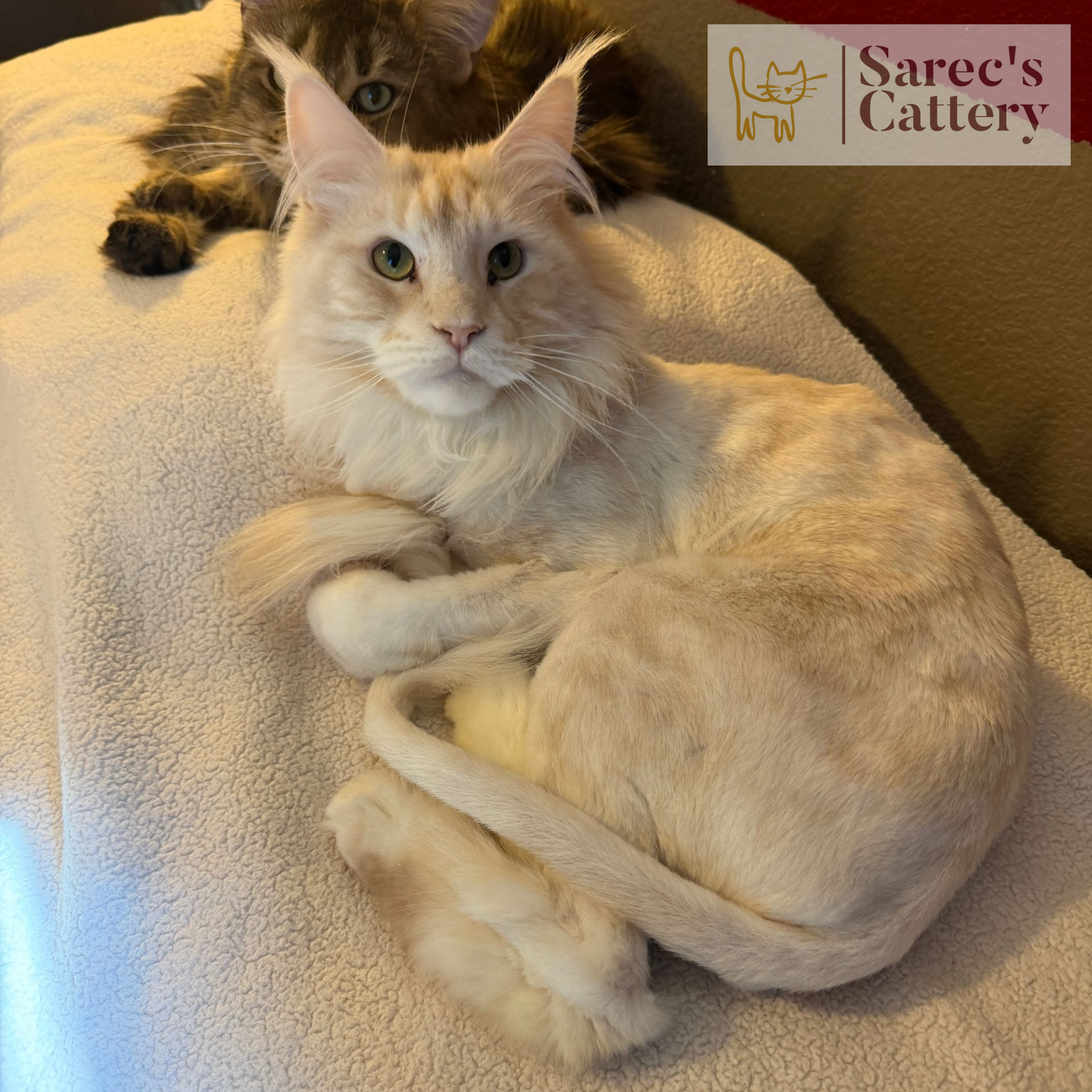 Male cream Maine Coon in a Lion Cut