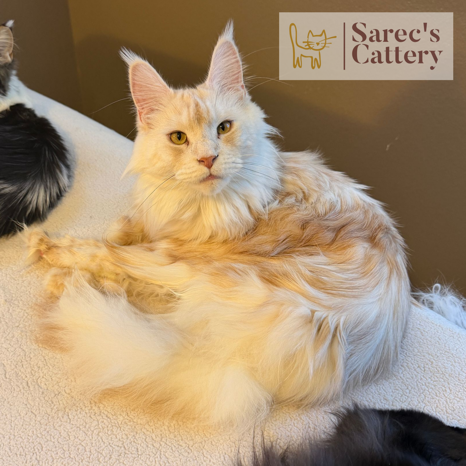 Cream male Maine Coon kitten named Finnley