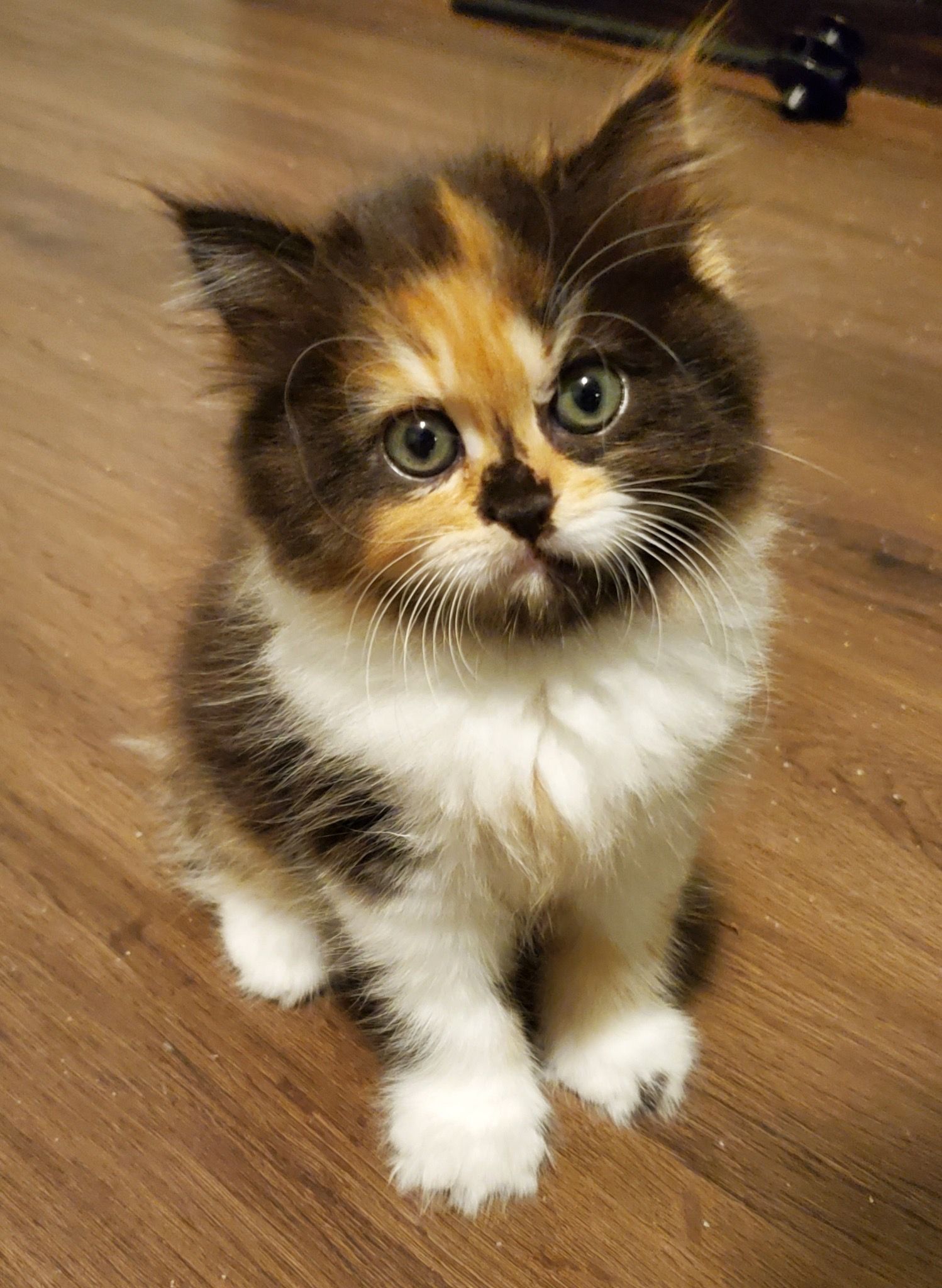 calico doll face Persian kitten