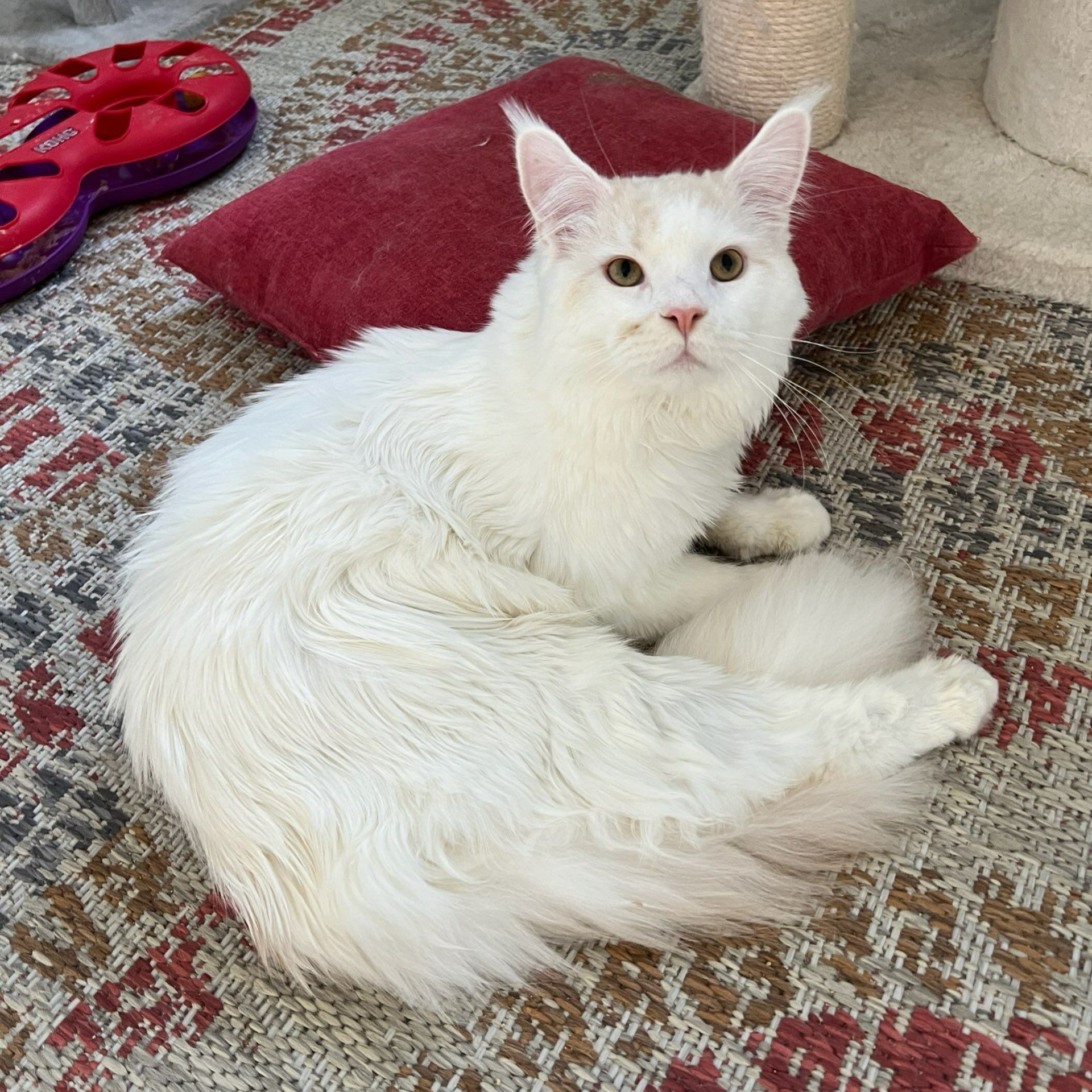 Maine Coon male cat laying on blanket