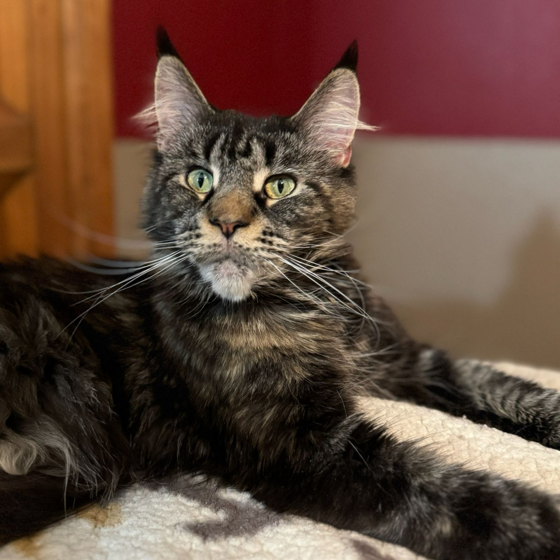 Female Maine Coon Sitting
