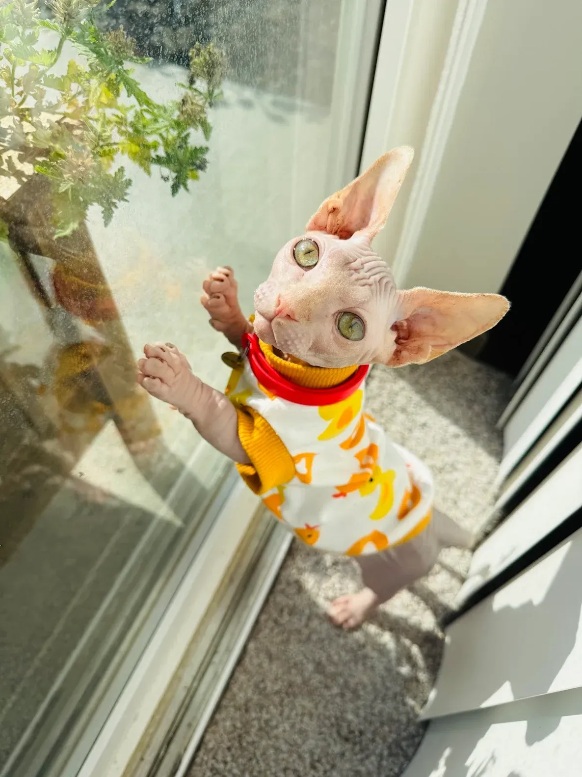 Big eyes for a tiny Bambino