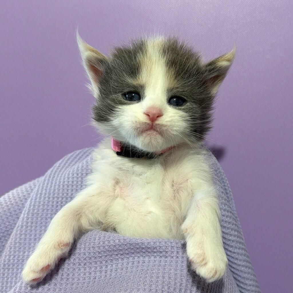 Maine Coon kitten with pink collar