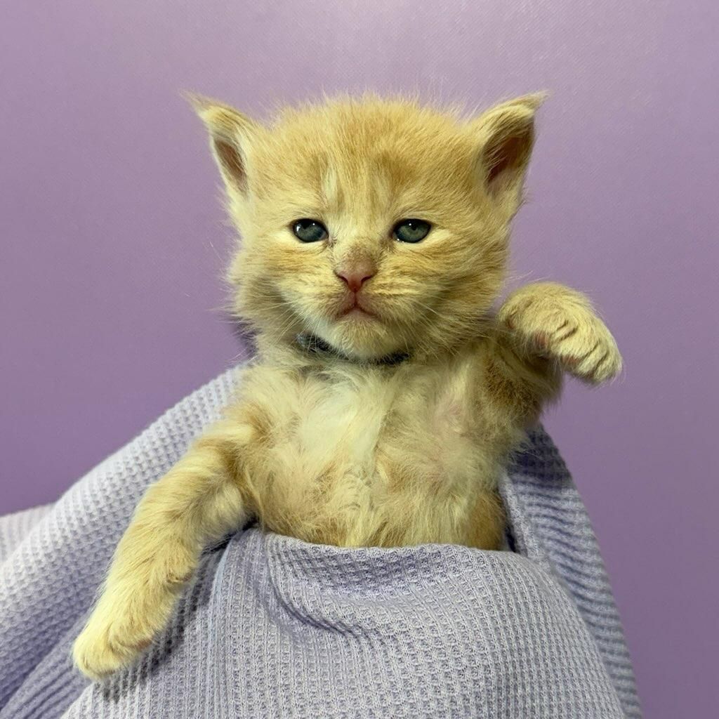 Maine Coon kitten in towel with paw up
