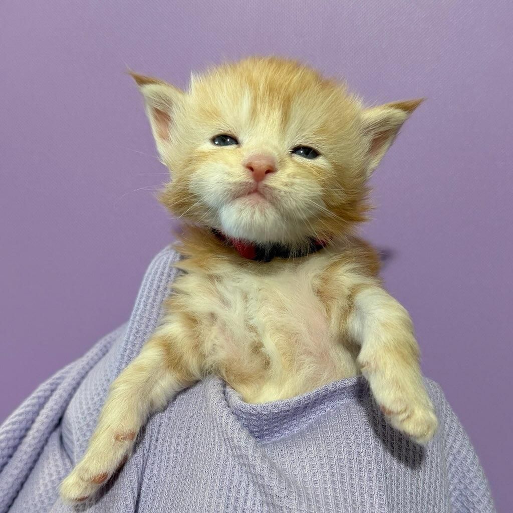red-silver tabby with white male Maine Coon kitten