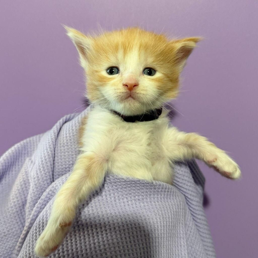 Maine Coon kitten in towel