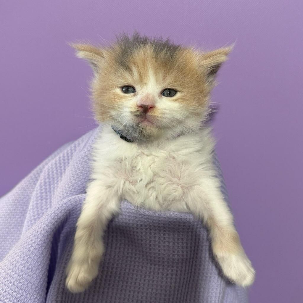 Maine Coon kitten in towel with crabby face