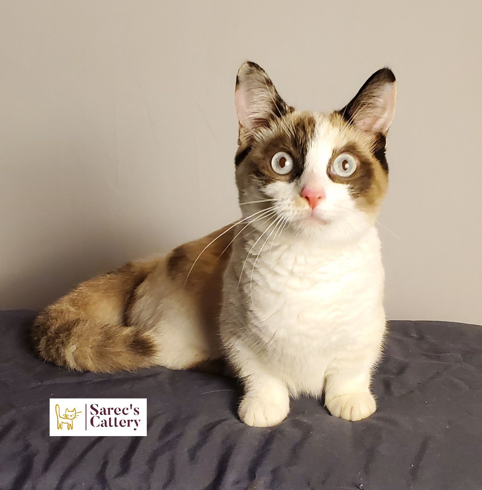 Female Kinkalow kitten sitting