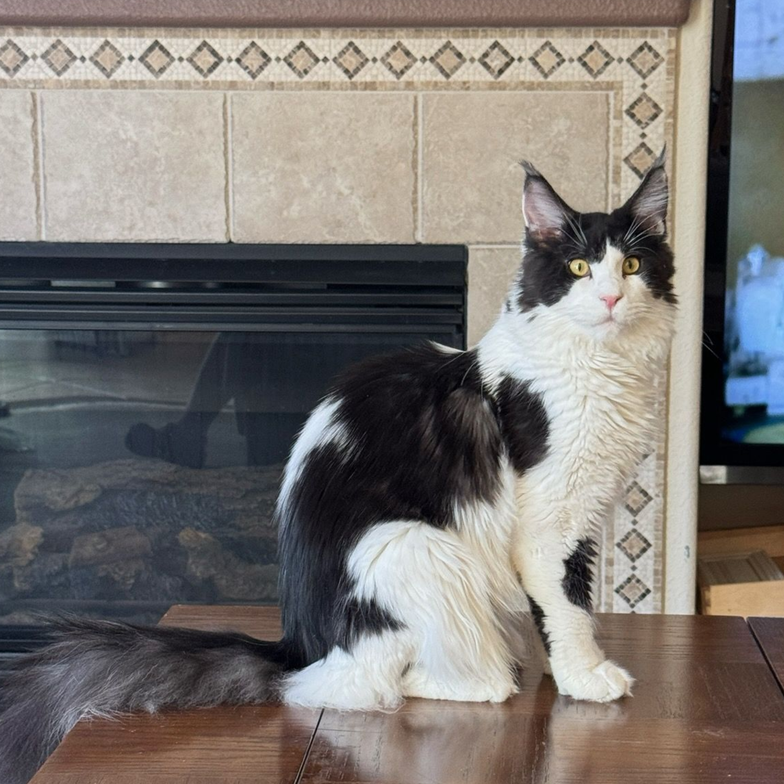 Black and white Maine Coon male