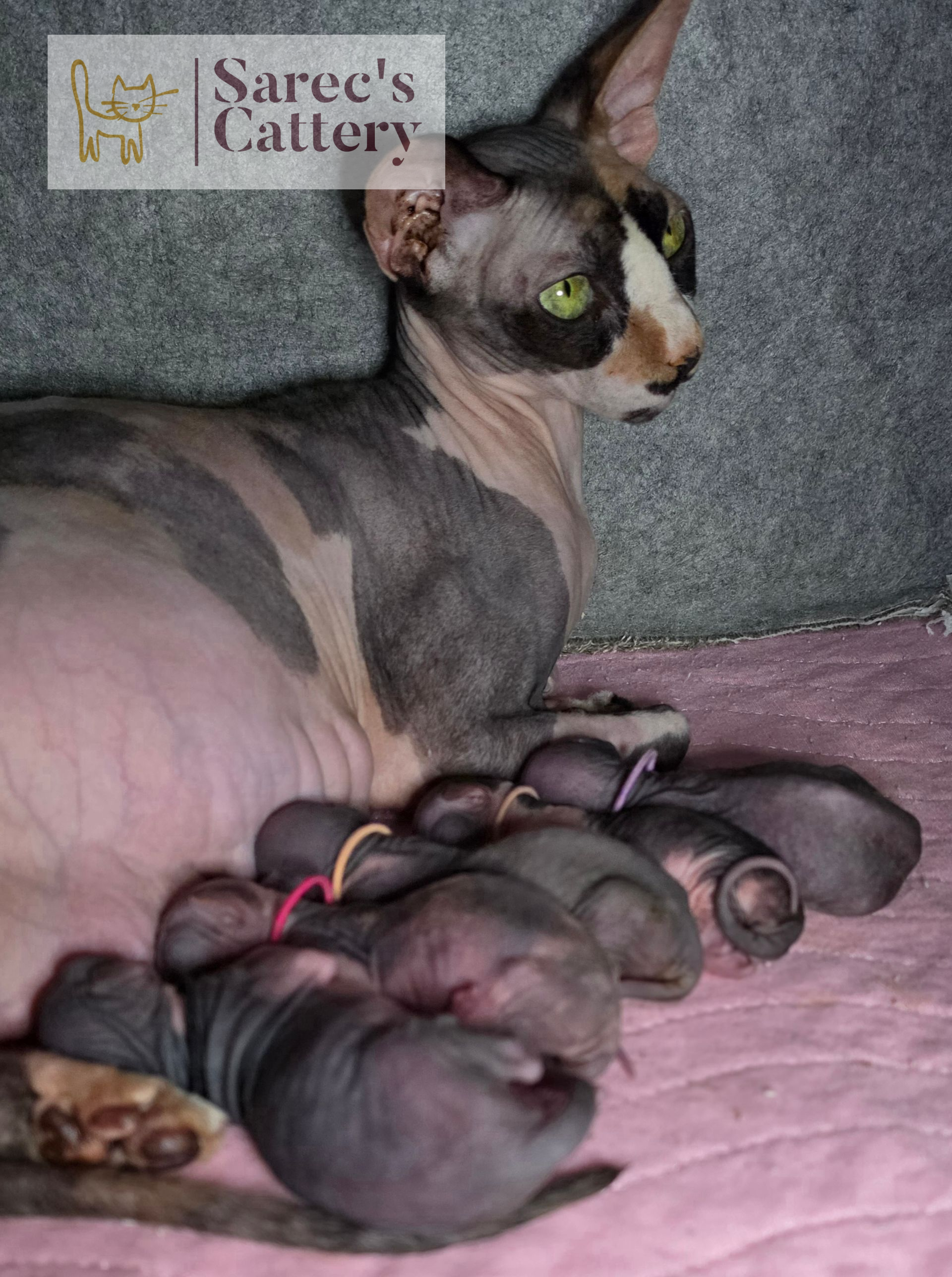 Myra Sphynx female with her litter of babies
