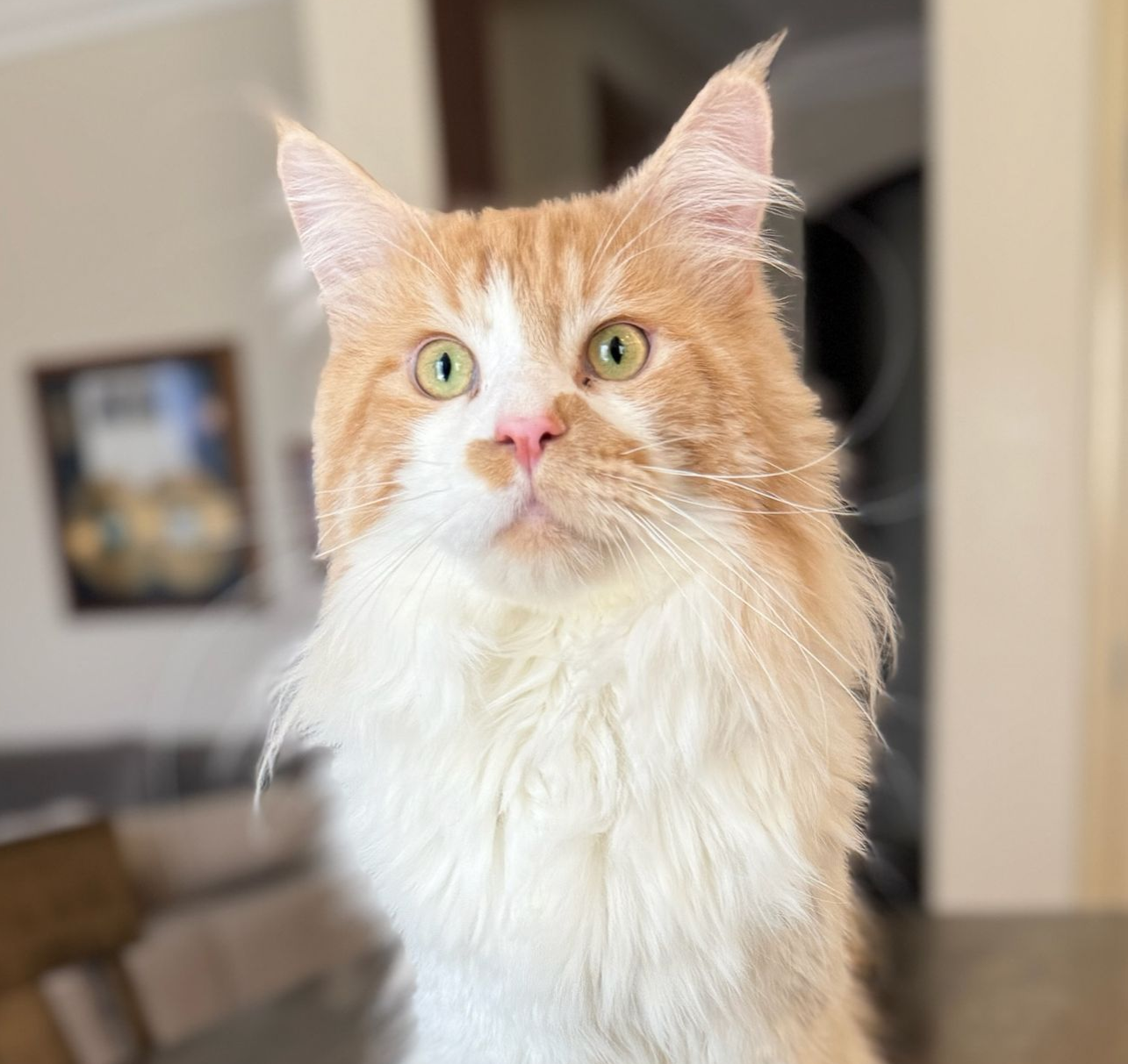 Red with white Maine Coon male cat with green eyes