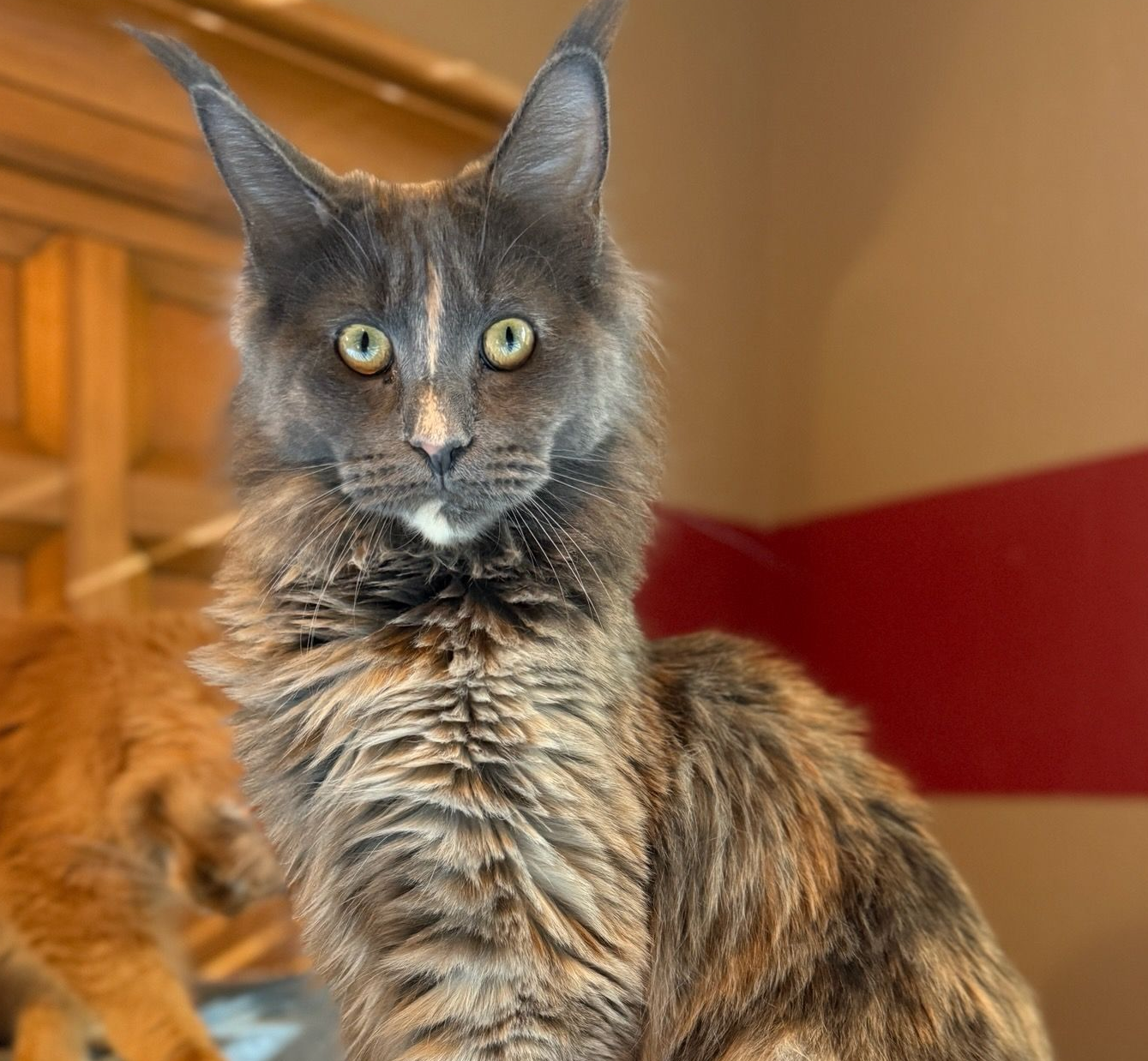 Female Maine Coon Sitting