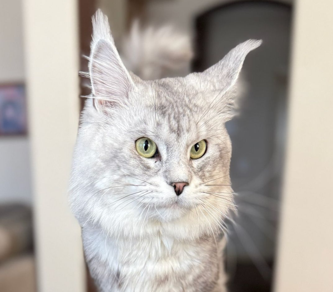 Maine Coon male cat with green eyes