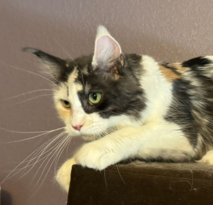 Female Maine Coon Sitting
