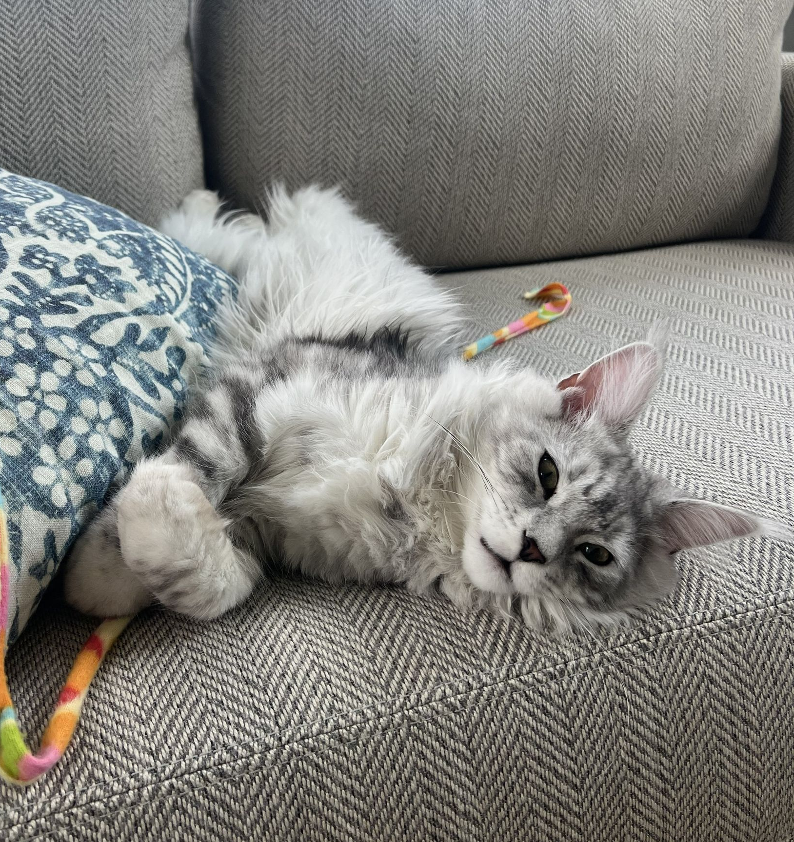Grey Maine Coon  kitten snuggling