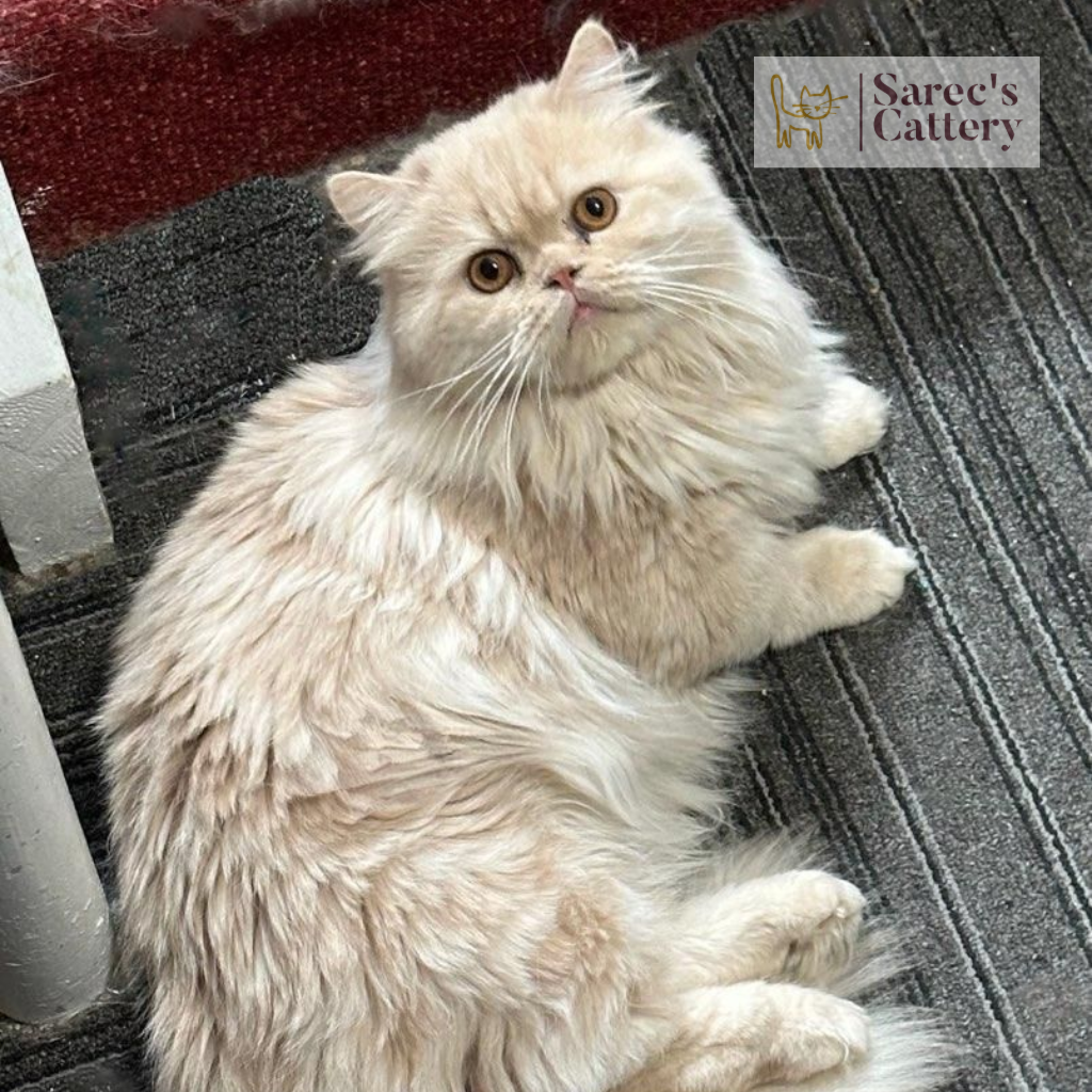 Minuet male cat laying a rug