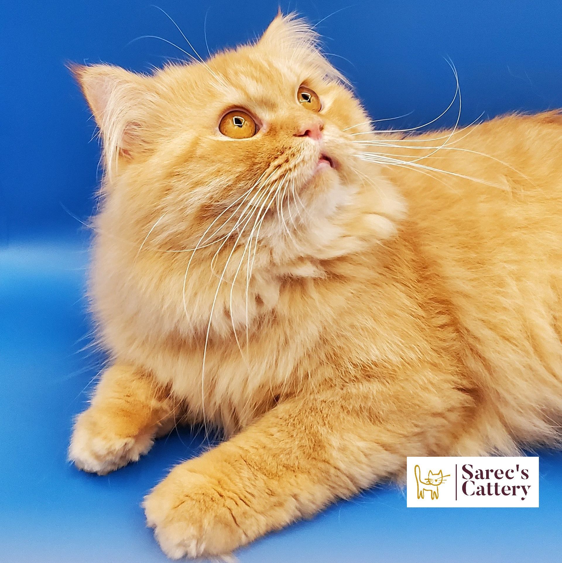 Orange male Persian looking up