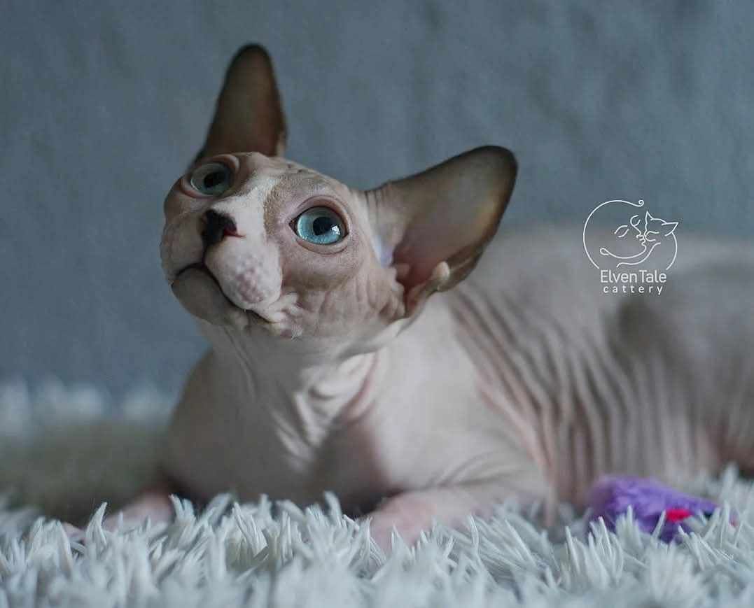Mink colored Sphynx male cat laying on blanket