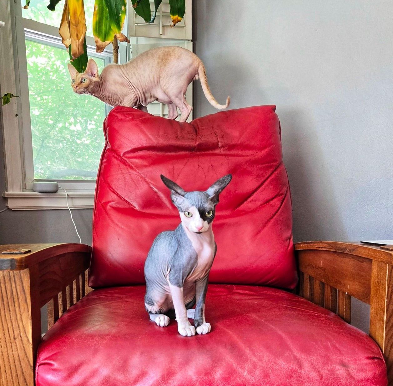 Sphynx on red chair