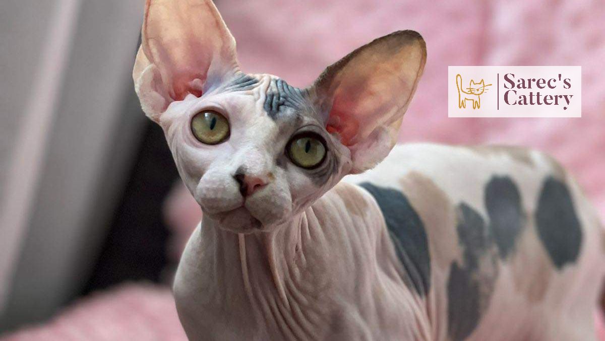Sphynx female all ears