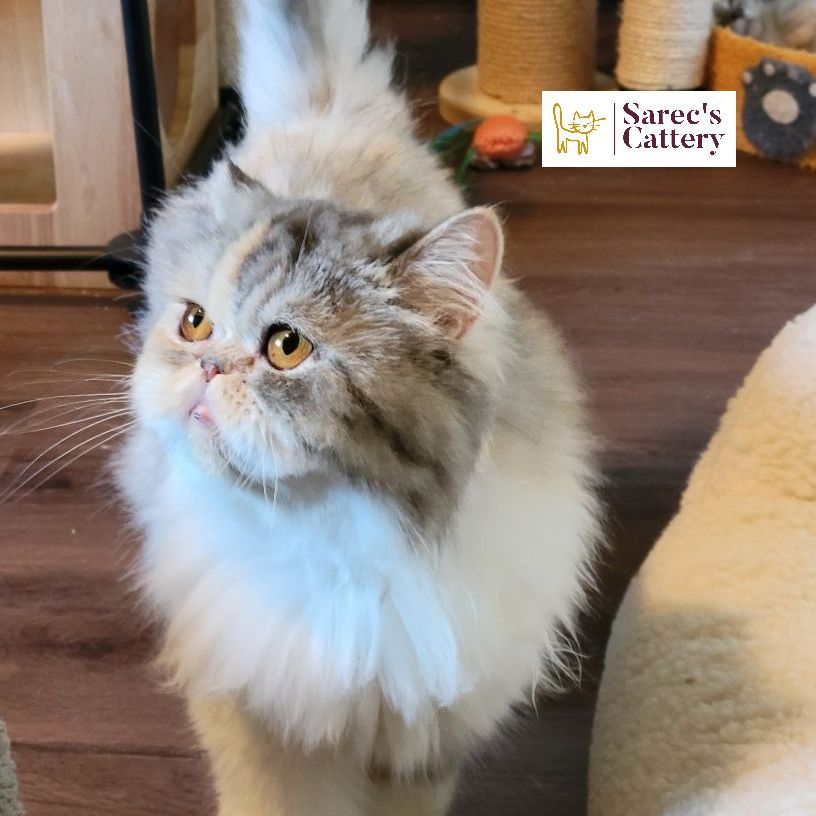 persian dilute on wood floor