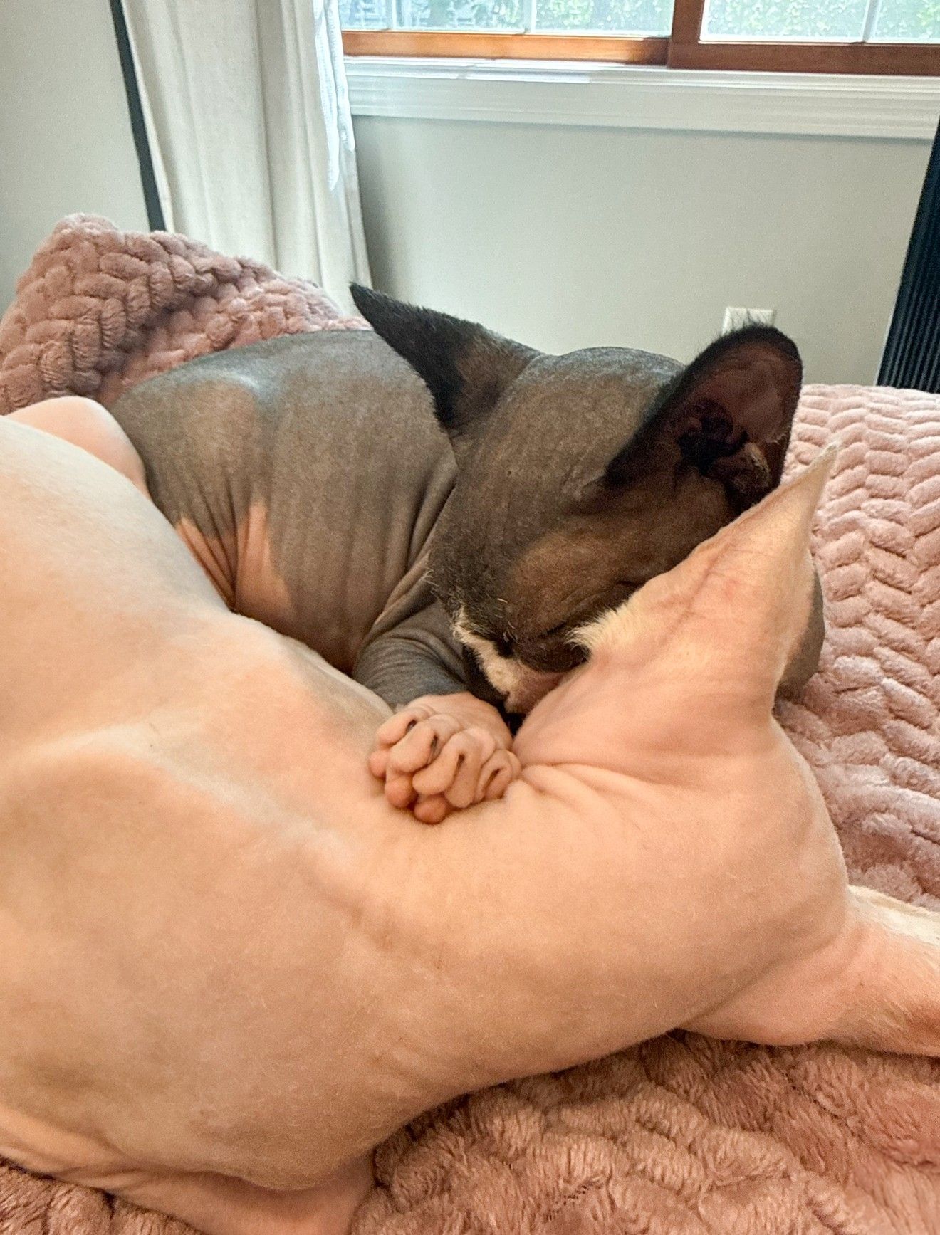 Two Sphynx snuggling together